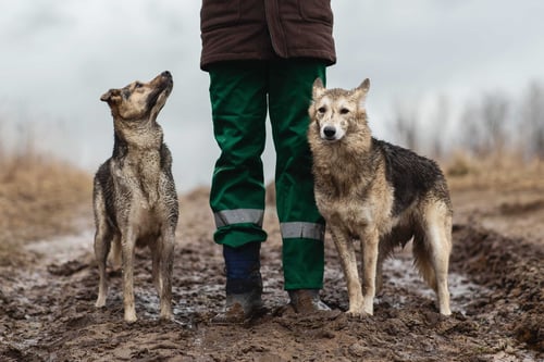 raised by wolves