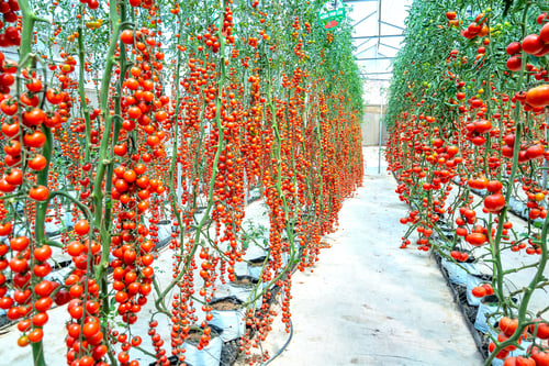 upside down tomatos and church growth